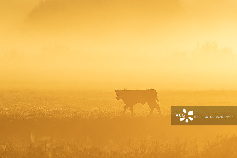 黎明时分的奶牛轮廓图片素材