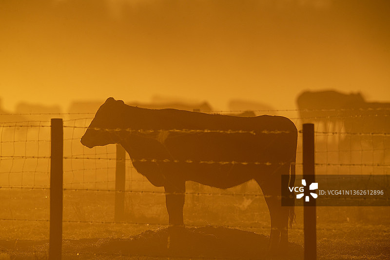 围栏柱后的牛群剪影图片素材