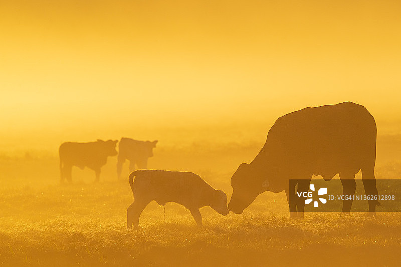 牧场上的温馨时刻图片素材