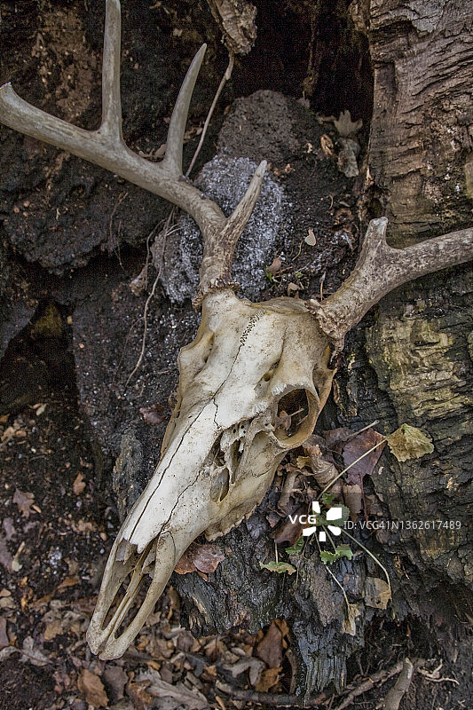 动物头骨图片素材