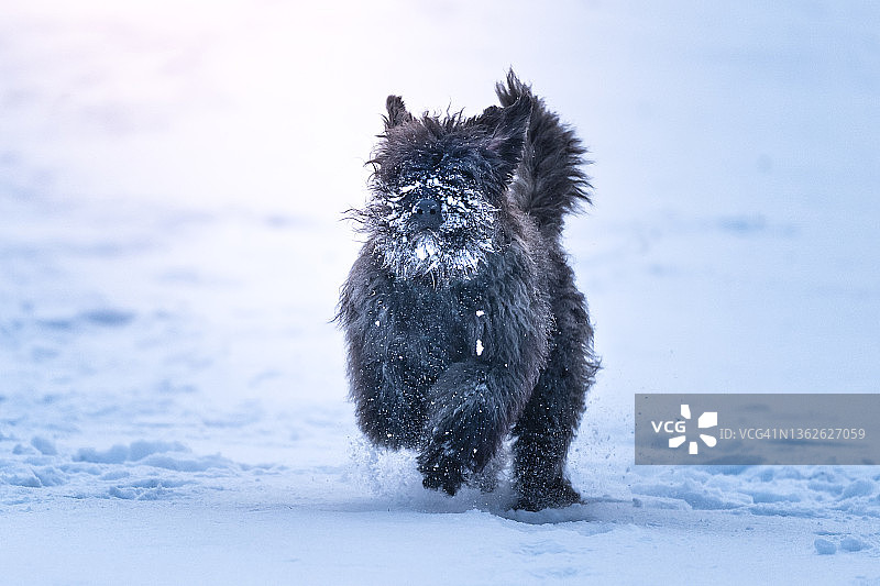 雪地奔跑的狗图片素材