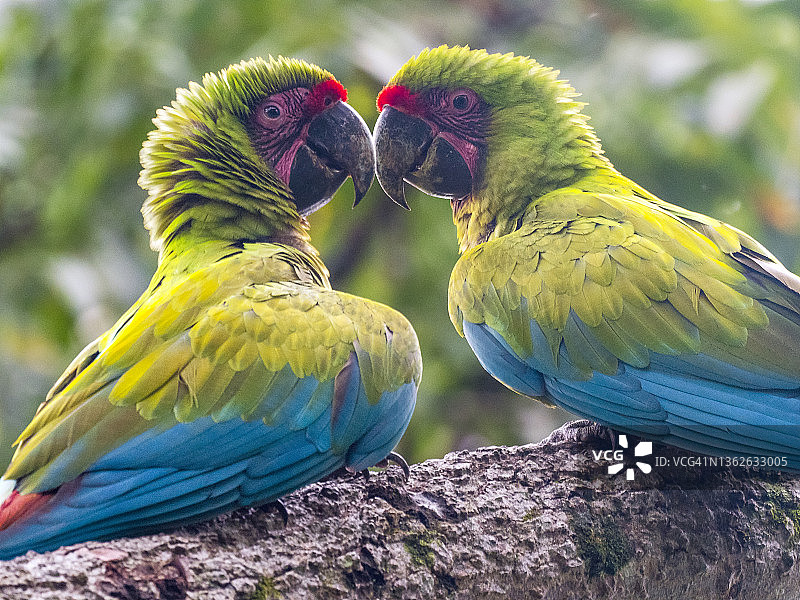 自然环境中的一对大绿金刚鹦鹉图片素材