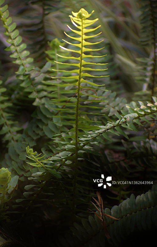 黑暗中的光芒：阳光洒在蕨类植物的顶端图片素材