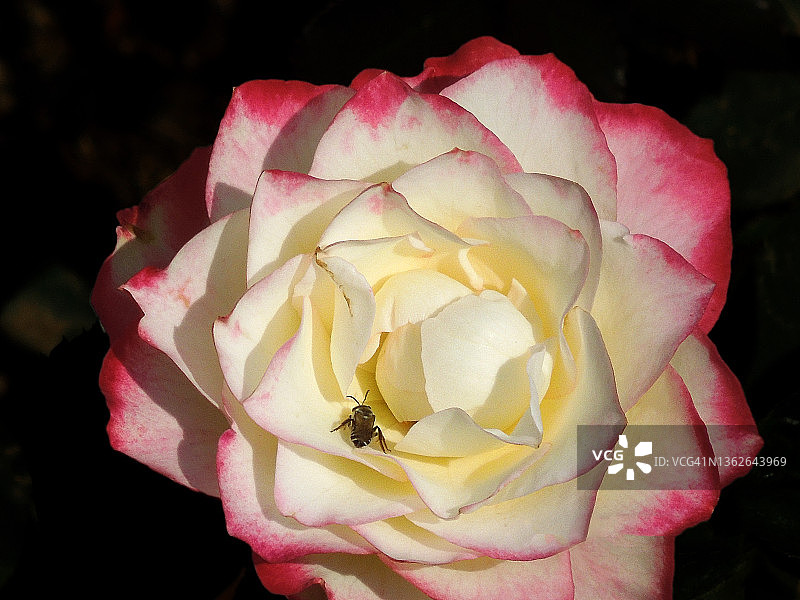 盛开的奶油黄色和粉色香玫瑰花图片素材