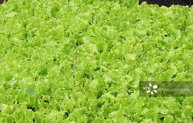 鲜亮的绿色岛屿：生菜图片素材