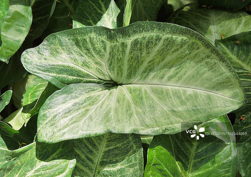 绿叶硕大的箭头合果芋图片素材