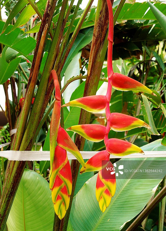 鲜艳的垂花赫蕉图片素材