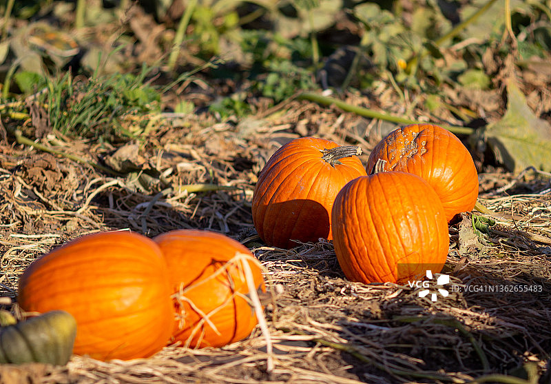南瓜一家图片素材