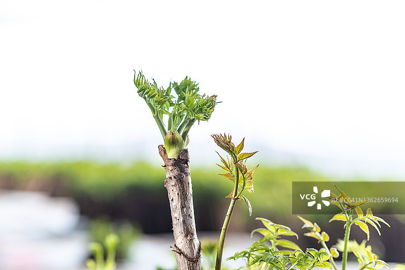 刺嫩芽图片素材