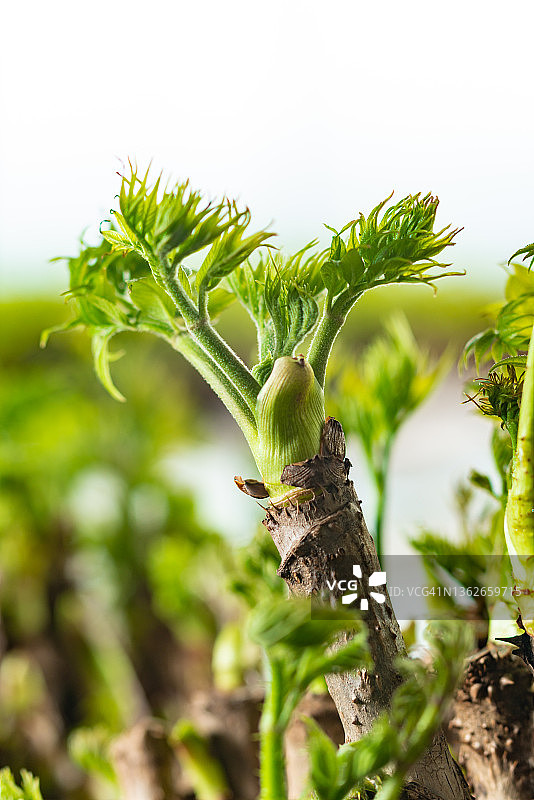 刺嫩芽图片素材