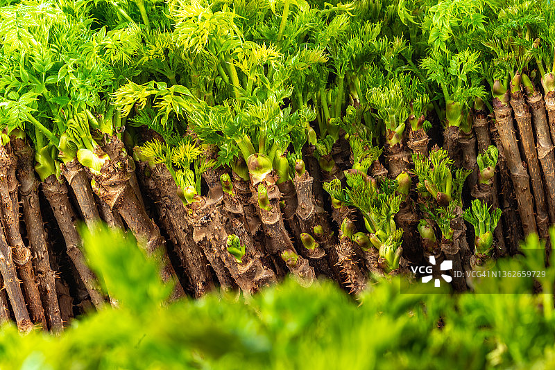 刺嫩芽图片素材