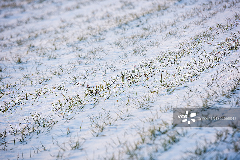 被雪覆盖的麦田图片素材