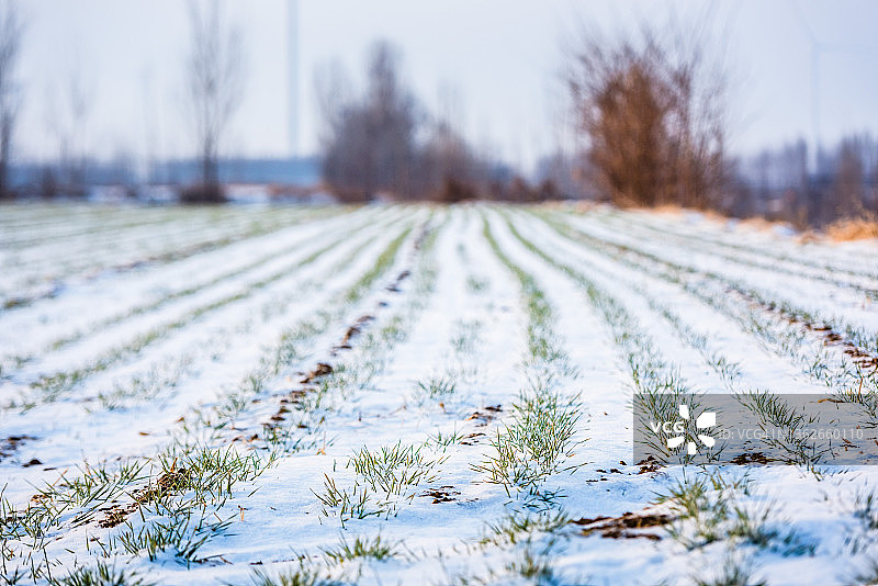 被雪覆盖的麦田图片素材
