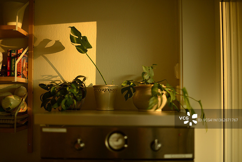 厨房橱柜上的三盆盆栽，沐浴在美丽的金色日落光芒中图片素材