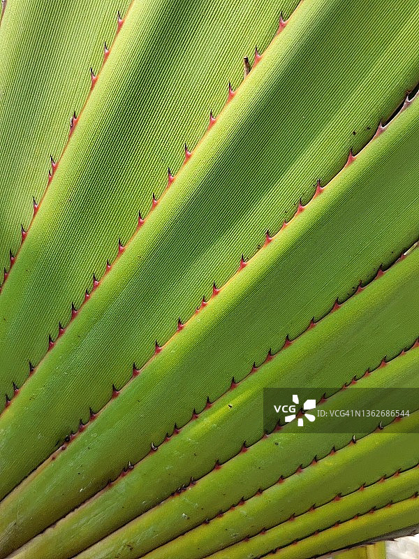 兜兰叶图片素材