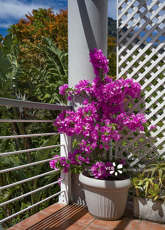 开普敦阳台上的三角梅图片素材