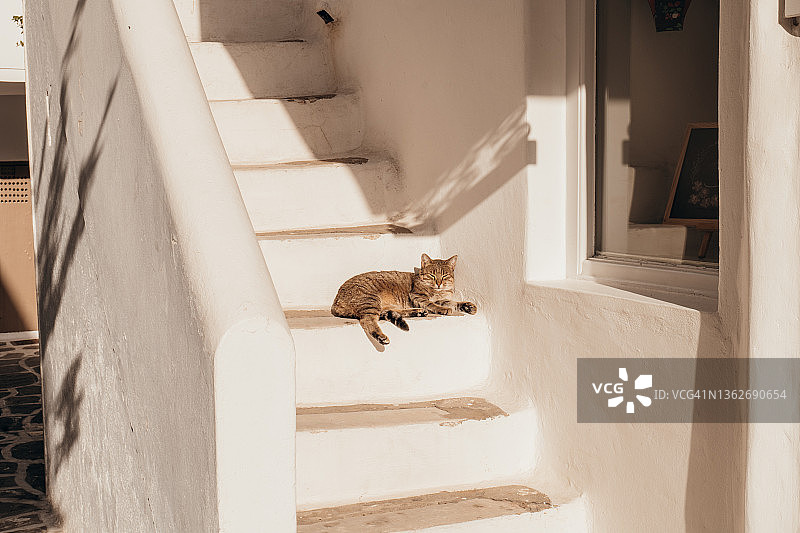 在希腊村庄楼梯上晒太阳的猫图片素材