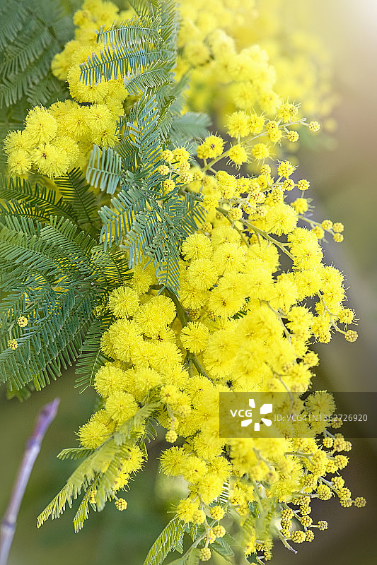 美丽的黄色绒球状含羞草灌木图片素材