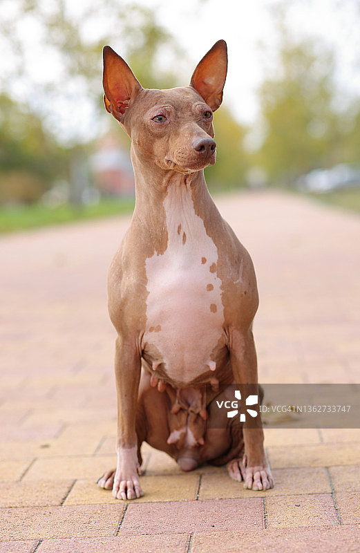 美国无毛梗犬图片素材