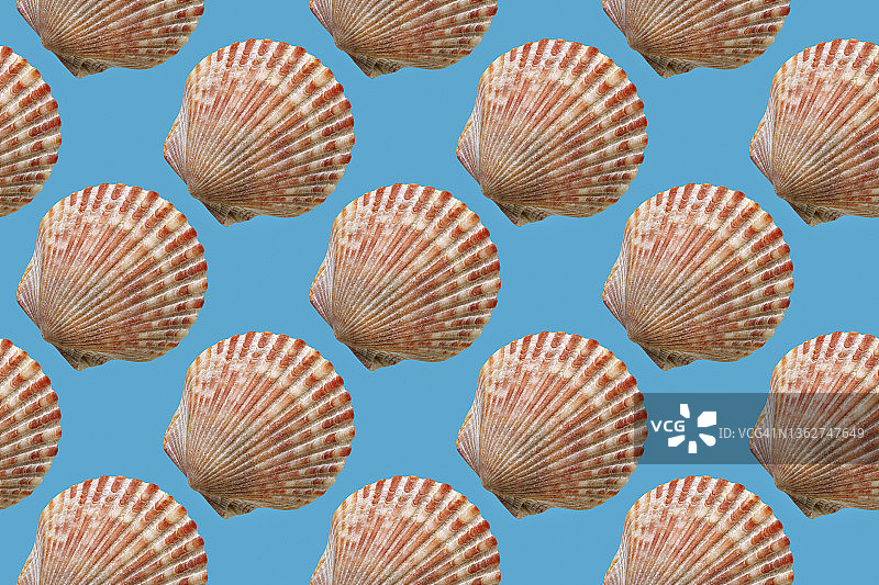 扇贝贝壳无缝图案图片素材
