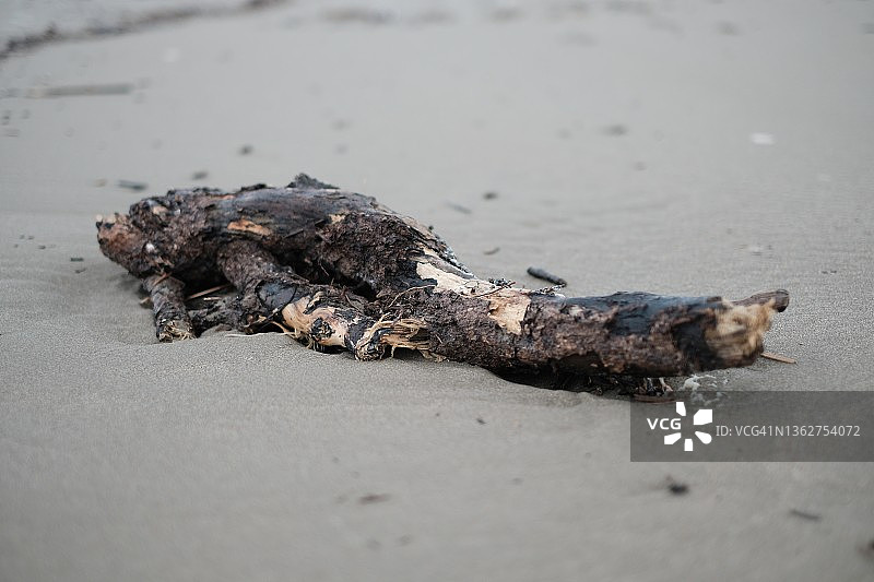海滩上的树干图片素材