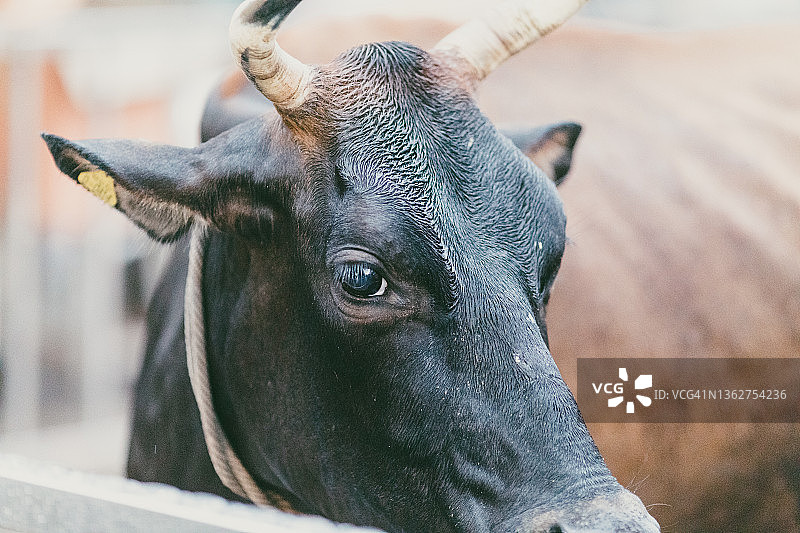 金奈奶牛特写图片素材