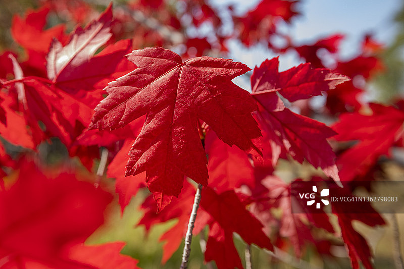 秋天的日本枫树图片素材