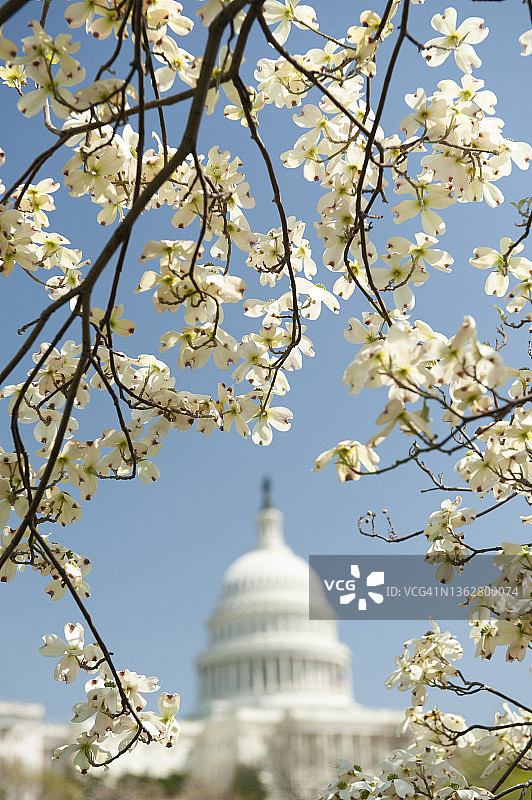 美国华盛顿特区，盛开的樱花与美国国会大厦图片素材