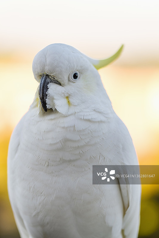 葵花凤头鹦鹉图片素材