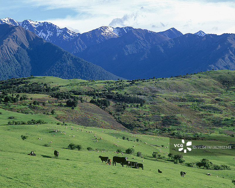新西兰南岛：在山区绿色牧场放牧的牛图片素材