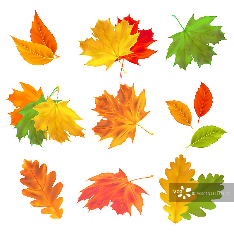 写实矢量秋叶：枫叶、橡树叶、桦树叶图片素材