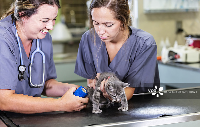 兽医为受伤的小猫包扎腿图片素材