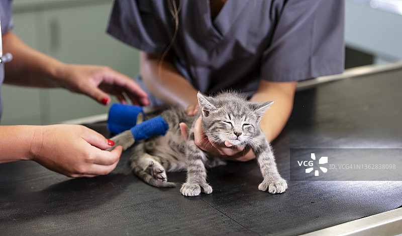 兽医为受伤的小猫包扎腿图片素材