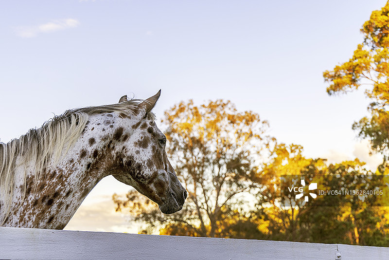 阿帕卢萨马图片素材