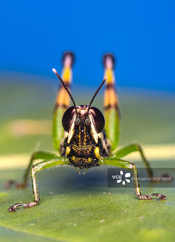 节肢动物微距照片图片素材