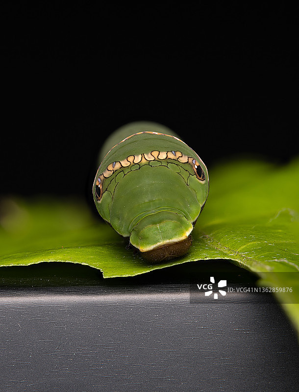 蓝凤蝶毛毛虫微距照片图片素材