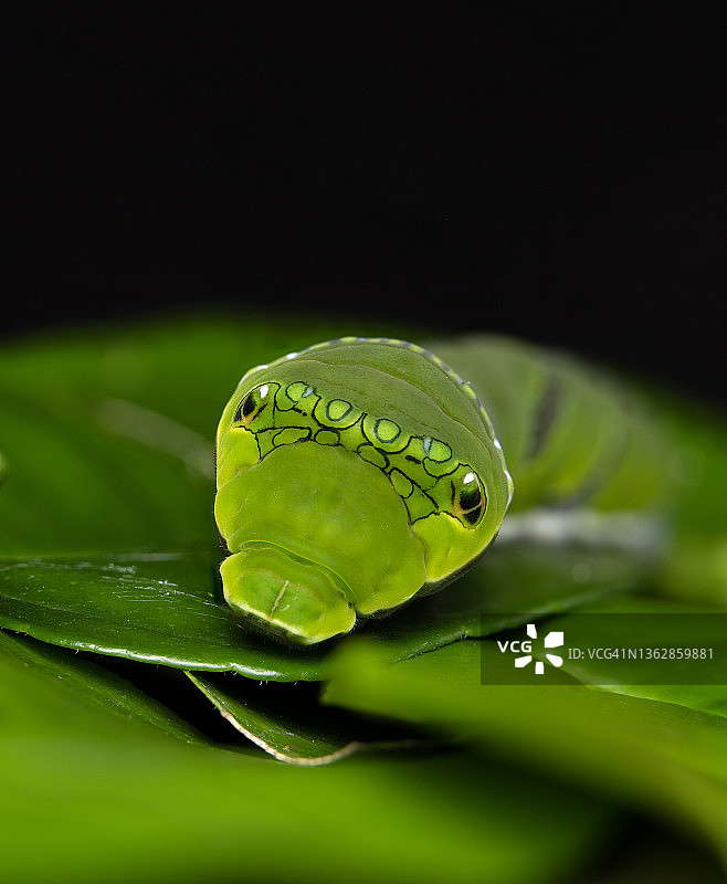 蓝凤蝶毛毛虫微距照片图片素材