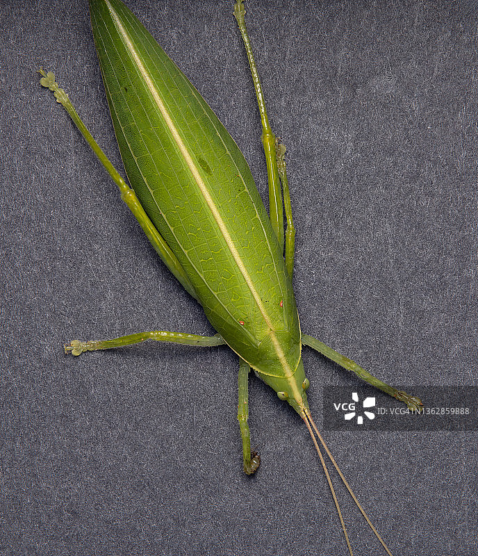 节肢动物微距照片图片素材