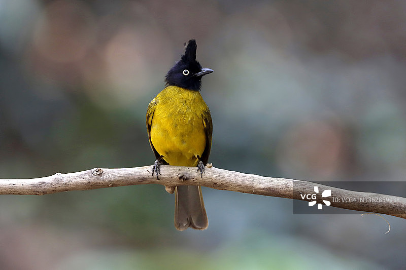 泰国美丽鸟类：黑冠黄鹎栖息在树上图片素材