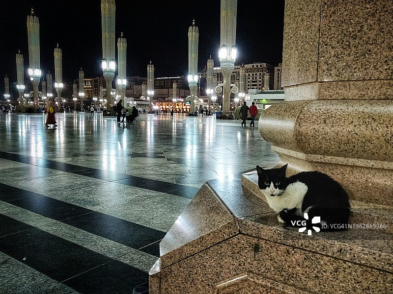 猫咪在麦地那先知寺图片素材