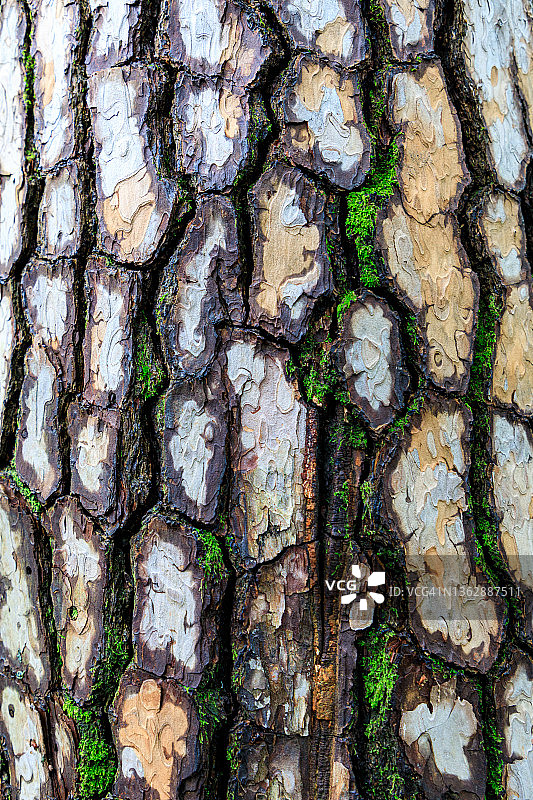 松树树皮图片素材