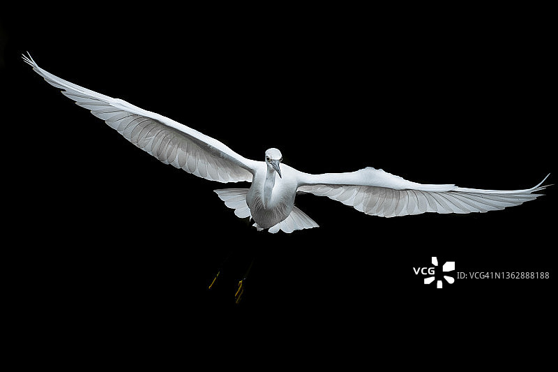 小白鹭图片素材