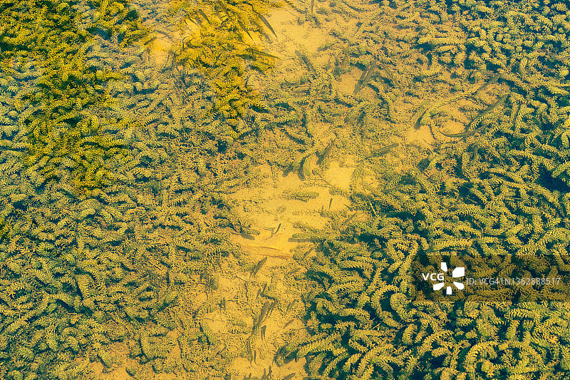 日本稻田鱼和水下植物图片素材