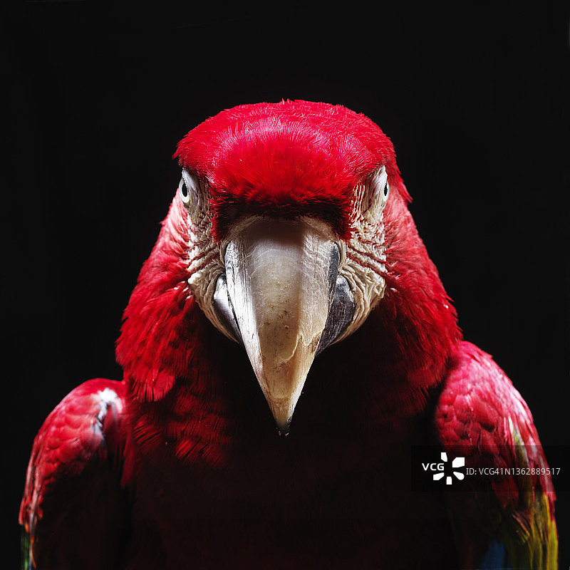 红绿金刚鹦鹉图片素材