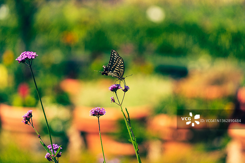 Common Verbena上的亚洲燕尾蝶图片素材