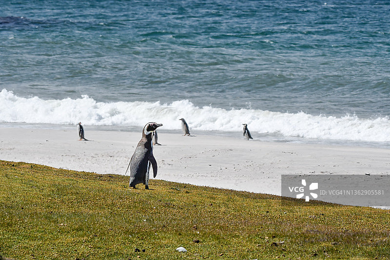 麦哲伦企鹅幼崽图片素材