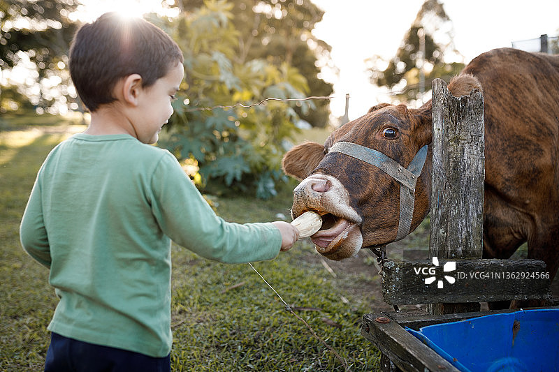 男孩透过栅栏喂牛的背影图片素材