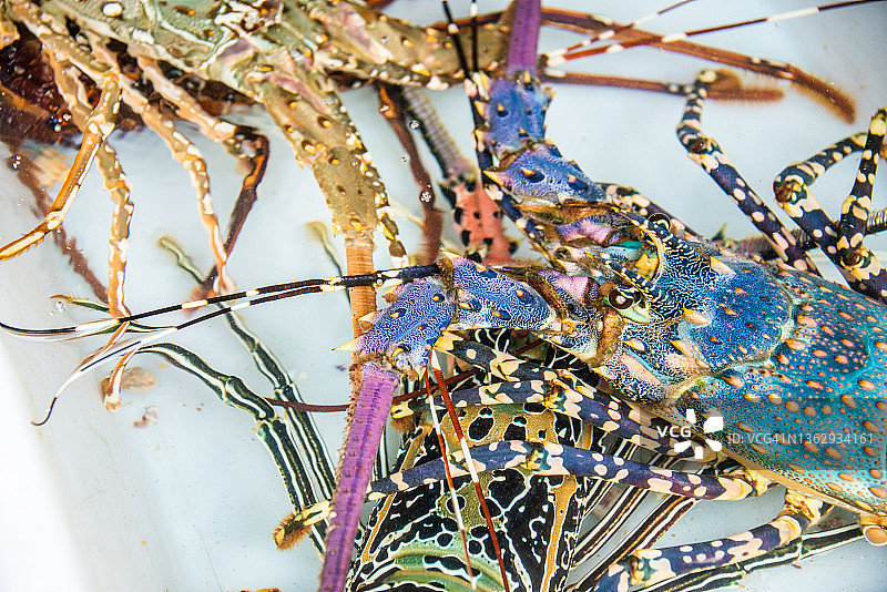 普吉岛海滩市场摊位出售的鲜活海鲜龙虾图片素材