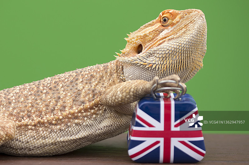 携带英国手提箱的动物图片素材