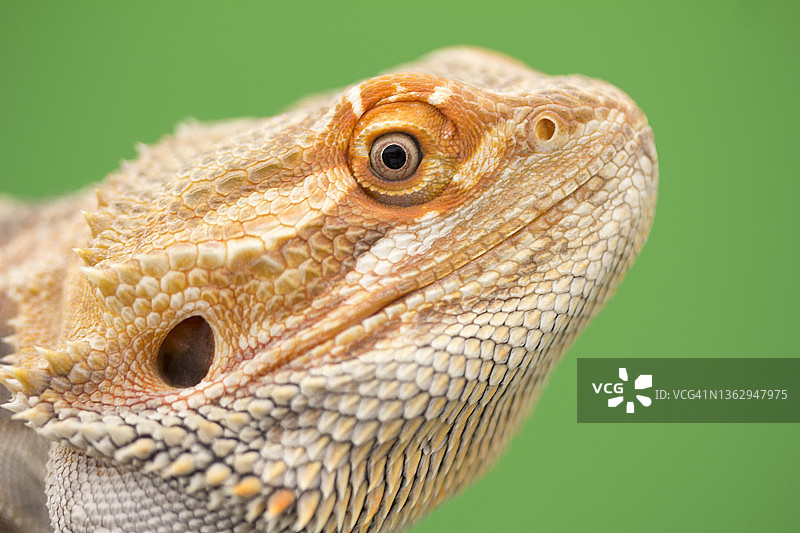 绿色背景上的胡须龙图片素材